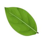 mangoleaf
