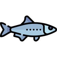 sardine