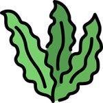 seaweed